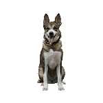 УЗИ